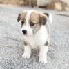 Absolute sweetest corgi-mini poodle mix puppies 