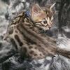 Tica Registered Brown Rosette Male Bengal Kitten