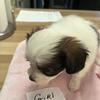 Papillon  puppies