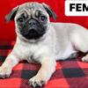 Pug Puppy For Sale - 