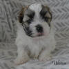 Our New Babies ~ Adorable Malshi (Maltese/Shihtzu) Puppy ~ "Weston"