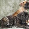  Cane Corso puppy’s 