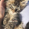 GORGEOUS MAINECOON BIG FEMALE txt 980-616-0124