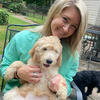 Reduced and Ready Gorgeous Female Goldendoodles 