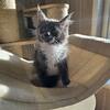 Maine Coon Kitten