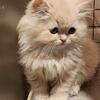 CFA Cream Persian Kitten