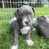 Triple Registered American Bully Puppies 