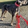 Great Dane Female