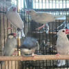 Java Rice Finch - Bird