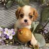 cavalier king charles, poodels, yorkies, chihuahuas, poodles, maltese, pomeranians, French Bulldogs