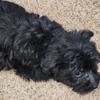 Yorkie/cairn terrier mix male