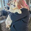 AKC Alaskan Malamute Puppies