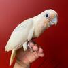 Goffin Cockatoo babies sold