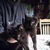 2 Black Cats for sale