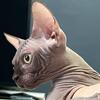 SPHYNX KITTEN purebreed