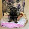German Shepherd Puppies