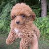 Toy  poodle  Male puppy