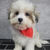 Maltese puppy