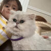Looking for a Loving Home for My Silver Persian Cat