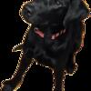 AKC Black Lab – Purebred, Neutered, Vaccinated – Turns 1 on Sept 3rd