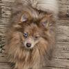 Full blooded Pomeranian
