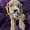 Petite Goldendoodle-Male 3