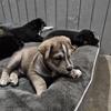 huskey lab mix puppies 