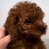 Red Toy Poodle Girl