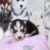 ABBY FEMALE  AKC REG SIBERIAN HUSKY