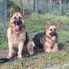 AKC Registered STUD ONLY German Shepherd 
