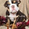 AKC English Bulldogs 