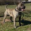 UKC Presa Canario Pups due Thanksgiving!