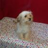 Meet Blossom: Sweet Female Cavachon Puppy Full of Love!