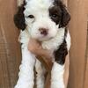 Cockapoo puppies 