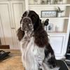 English Springer Spaniel