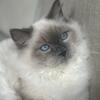 Male ragdoll