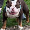 1-519-981-6297 IOEBA REGISTERED OLD ENGLISH BULLDOG PUPPIES