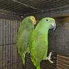 (SOLD)Young Amazon Pair