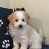 Asher Fluffy Cavachon