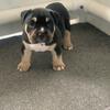 Black Tri Female American Bully Trades welcome