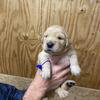 Akc Golden Retriever puppies 
