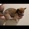 Shiba Inu purebred puppies (5)