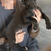 Real Italian Mastiff Cane Corso Puppies Available Dec 13-2025  ICCF Registered