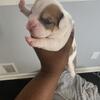 Exotic bullies Merle puppies