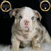 AKC English Bulldog Puppies Super Nice