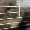 16 week Old Holland Lop bunny