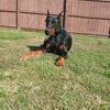 Doberman for stud service!