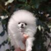 Fluffy White Pomeranian Puppy for Sale