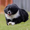 AKC/ASDR Australian Shepherd Stud