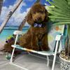 Toy poodle girl and boy 